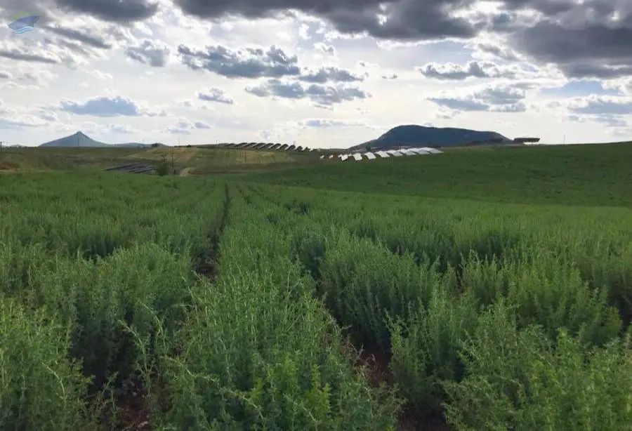 Oregano