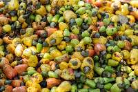 Cashew Nuts