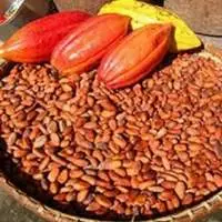Cocoa Beans