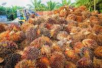Palm Oil