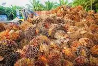 Palm Oil