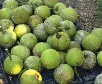 Jamaican Breadfruits