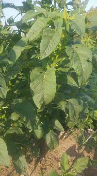 Amaranth (Callaloo)