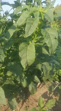 Amaranth (Callaloo)