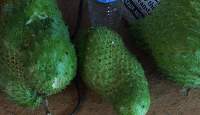 Sour Sop & Sour Sop Leaves