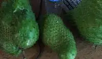 Sour Sop & Sour Sop Leaves