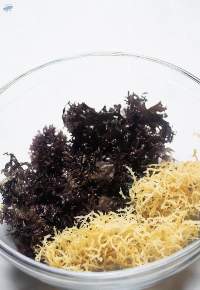 Sea Moss (Irish moss)
