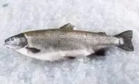 Frozen and Processed Salmon Fish