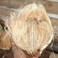 Semi Husked Mature Coconut
