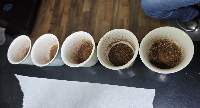 Arabica Coffee