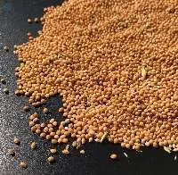 Yellow Millet