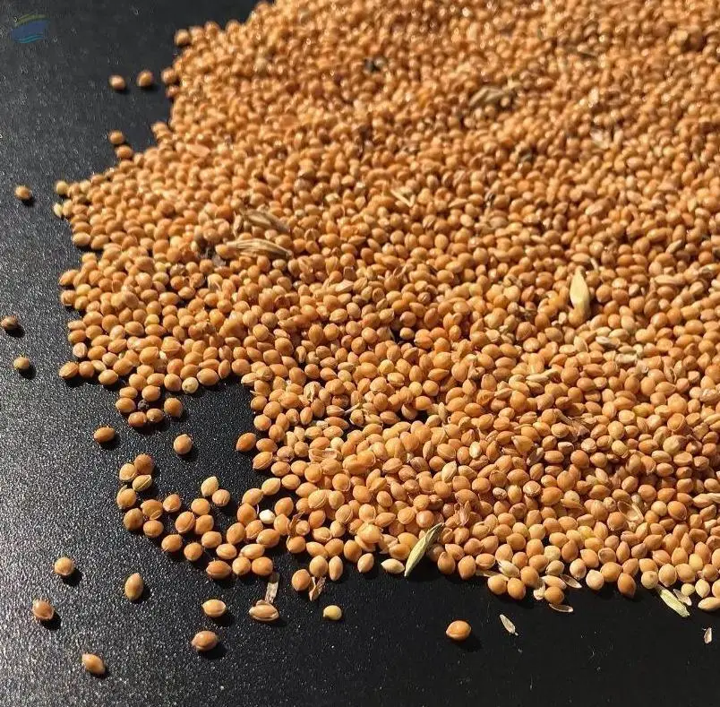 Yellow Millet