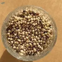 White Sorghum