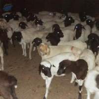 Live Sheep