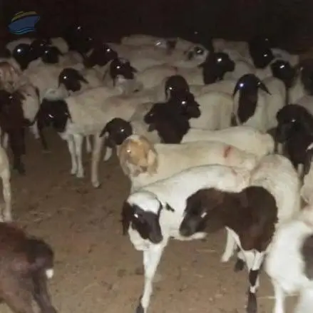 Live Sheep