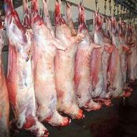 Mutton Carcas 