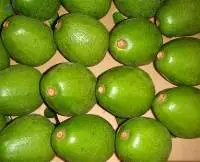 Avocadoes