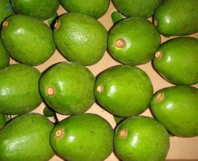 Avocadoes
