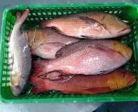 Frozen Red Snapper, Cuttlefish