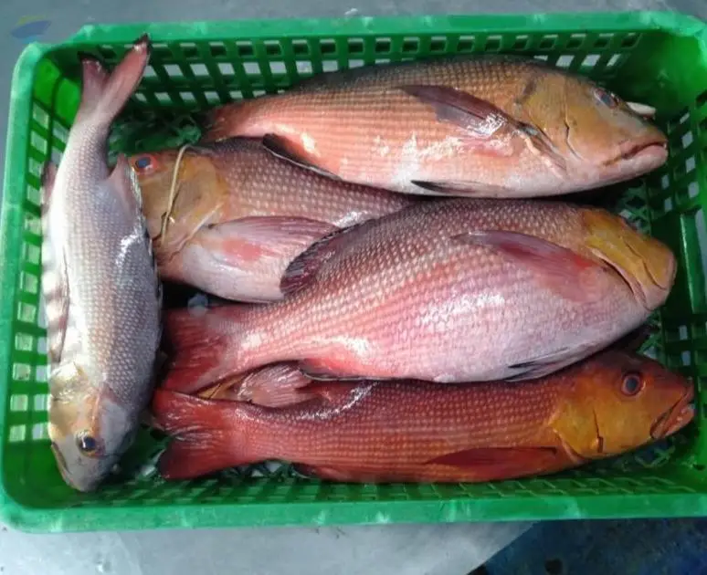 Frozen Red Snapper, Cuttlefish