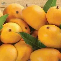 Alphonso Mango