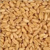 Wheat