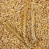 Barley Feed