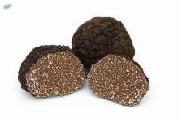 Truffle 