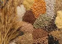 Animal Feed - Barley, Wheat, Corn, Sorghum