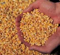 Yellow Corn / Maize - Animal Feed