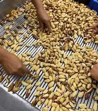 Brazilian Nuts