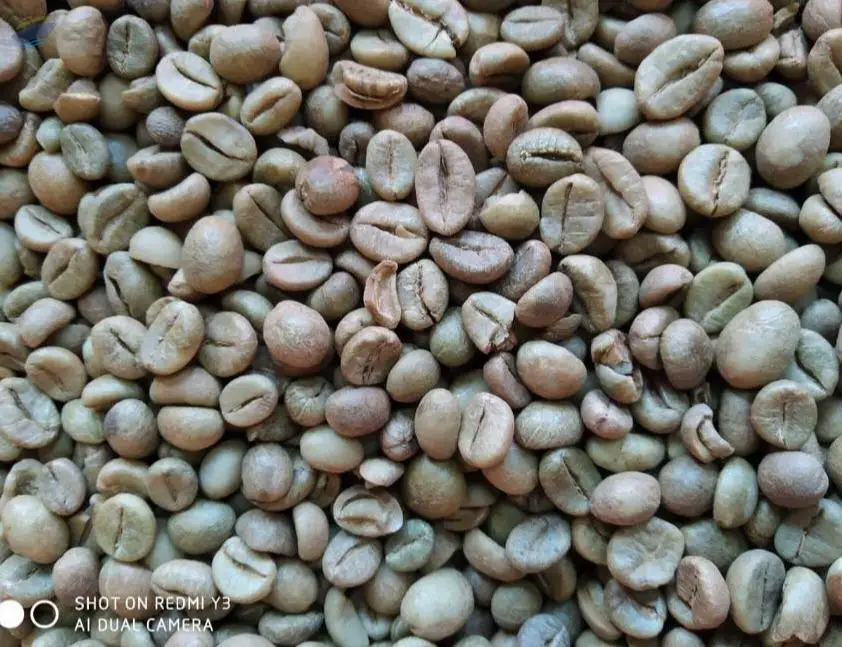 Indian Robusta Coffee Beans