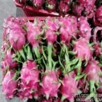 Fresh Dragon Fruit From Vietnam-Vikafoods