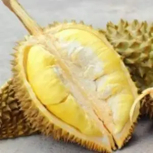 Fresh Durian Fruit Monthong, Ri6 Best Price