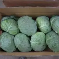 Fresh Cabbage From Vietnam Quality Best Price.
