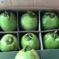 Fresh Young Coconut With High Quality