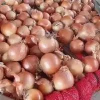Vietnam White/Red Fresh Onion 