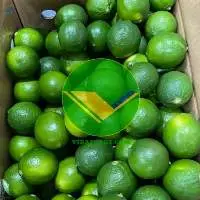 Fresh Lime Seedless Lemon High Quality