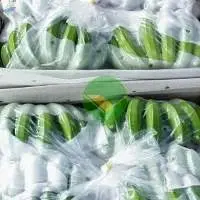 Supplying Fresh Cavendish Banana Best Price