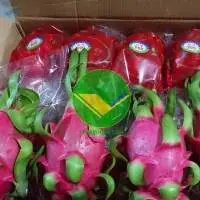 Fresh Dragon Fruit High Quality