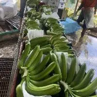 Supplying Fresh Cavendish Banana