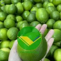 Supplying Fresh Lime Seedless Lemon