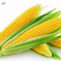 Maize