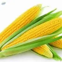 Maize