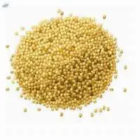 Jowar (Sorghum)