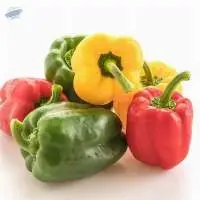 Capsicum