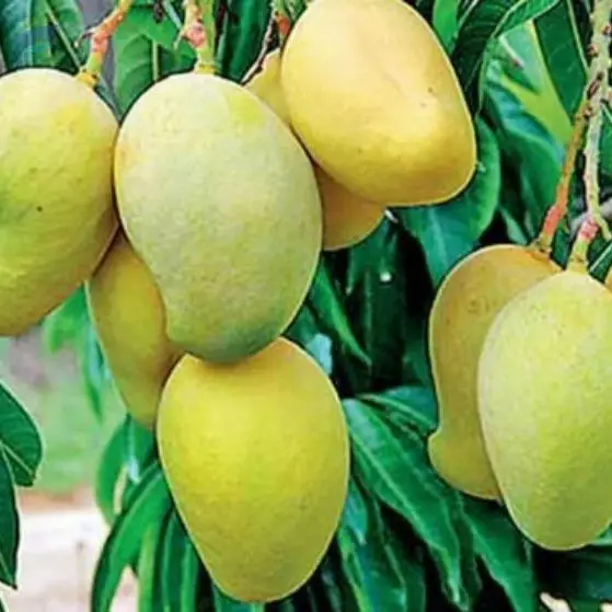 Mango