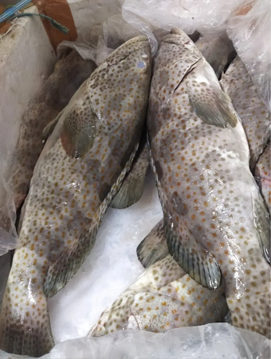 Groupers Fish by Greenways Marine Exports. Supplier from India. Product