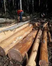 Eucalyptus Logs