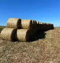 Hay, Alfalfa And Gatton Panic Bales